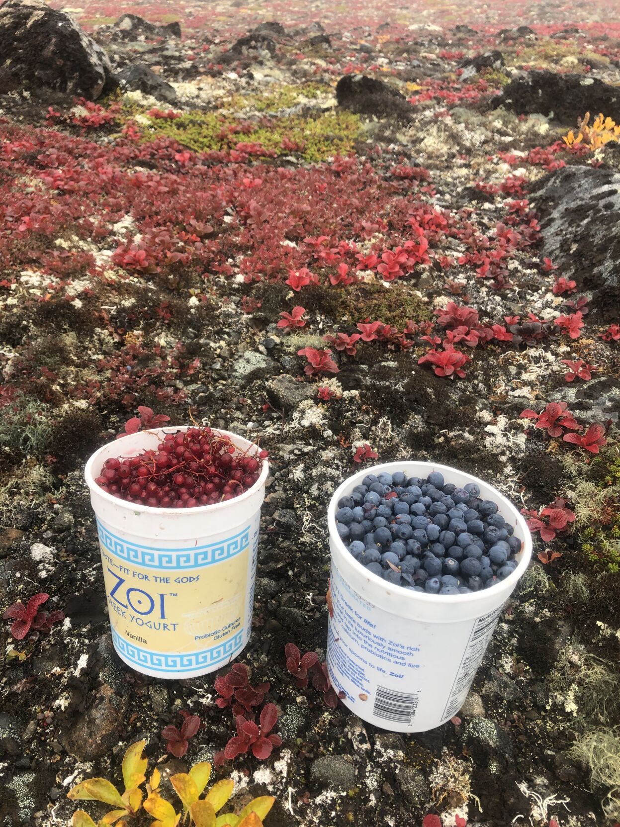 Abundance of berries, Tundra blues and red currants.jpg